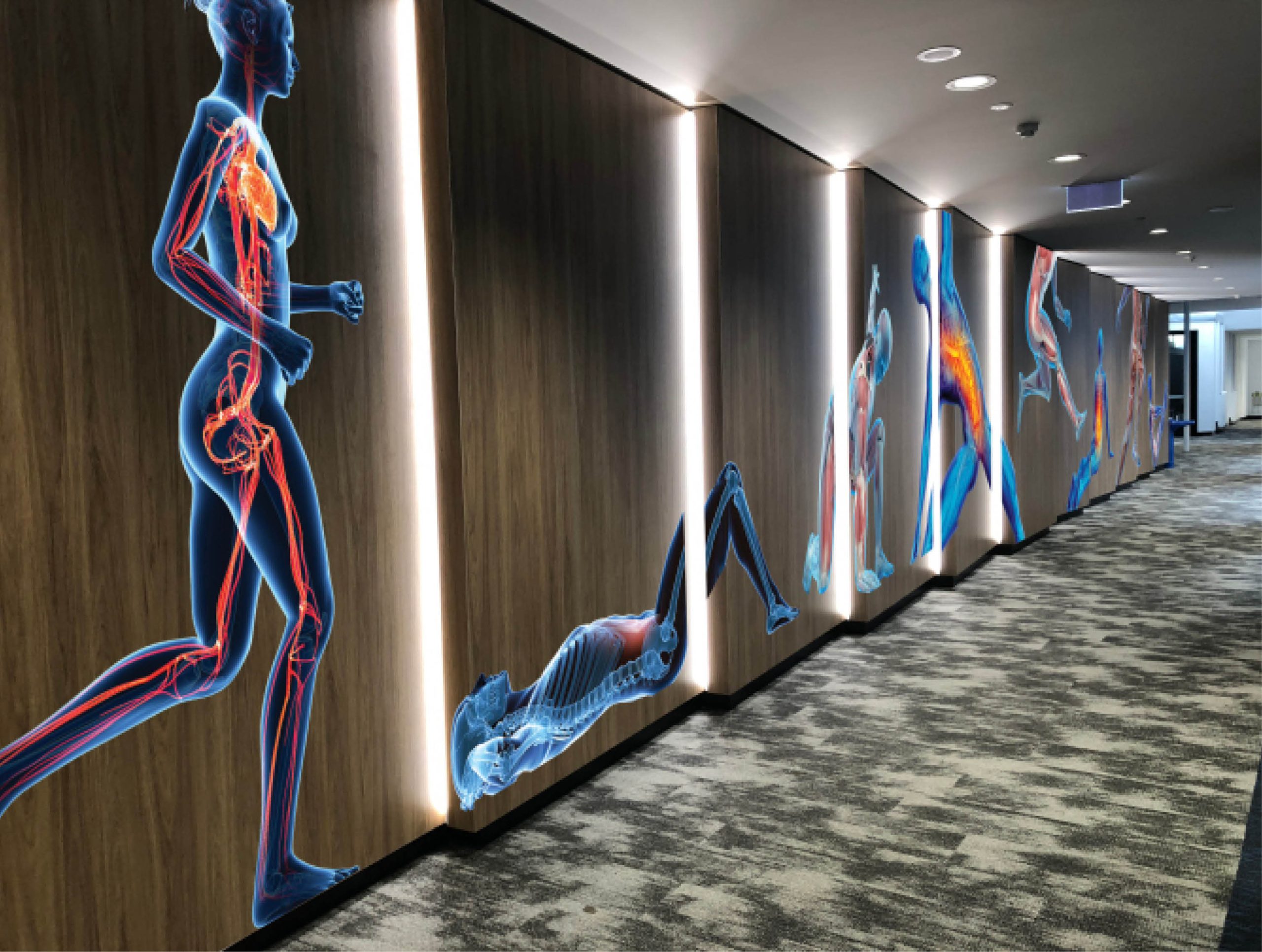 Federation University Sport Science graphics